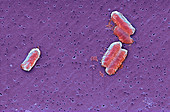 Citrobacter bacteria,SEM