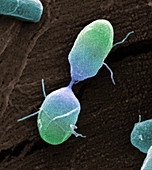 Salmonella bacterium dividing,SEM