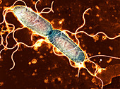 Gut bacterium reproducing,TEM
