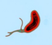 Helicobacter pylori bacteria,TEM