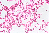 LM of the Gram-negative bacteria E. Coli