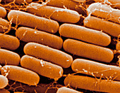 Rod-shaped E.Coli bacteria