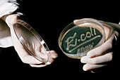 Petri dish culture of E.coli bacteria