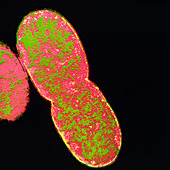 E. coli bacterium dividing