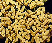 Colony of E. coli bacteria