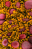 Escherichia coli bacteria in the gut