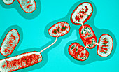 E.coli bacteria conjugating