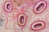 Artwork of Escherichia coli bacteria