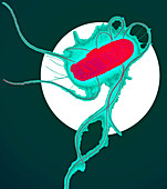 E. coli bacterium