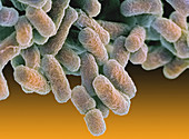 E. coli bacteria,SEM