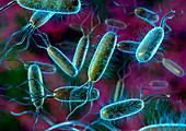 E. coli bacteria