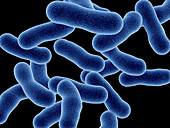 Legionnaires disease bacteria