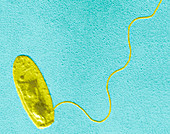 Legionella sp. bacterium,TEM