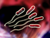 Legionella sp. bacteria,computer artwork