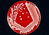 Culture of Staphylo- coccus bacteria