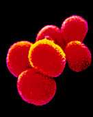 Staphylococcus sp. bacteria
