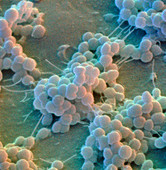 Colour SEM of Staphylococcus epidermidis bacteria