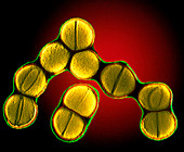 Dividing Staphylococcus sp. bacteria