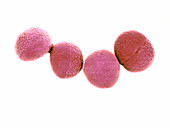 Staphylococcus aureus bacteria,SEM