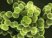 Staphylococcus bacteria,SEM