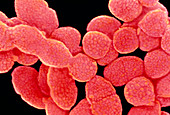 Streptococcus pyogenes group A bacteria
