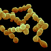 Streptococcus pneumoniae bacteria,SEM