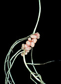 Rhizobium leguminosarum root nodules