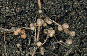 Nodules of Rhizobium leguminosarum