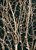 Root nodules of white clover