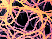 Mycelium of Streptomyces griseoviridis bacteria
