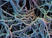 Streptomyces bacteria,SEM