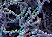 Streptomyces bacteria,SEM