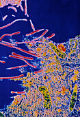 Mycoplasma sp. bacteria infect cell