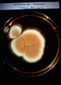 Petri dish culture of Asperigillus terreus