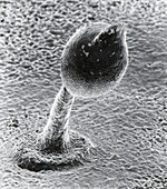 SEM of a spore tower of slime mould