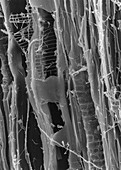 SEM of dry rot in plywood