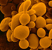 False-col SEM of unicellular yeast