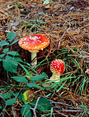 Fly Agaric (Amanita muscaria) in woodland