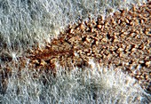 Coniophora pureana mycelium on wood,x5