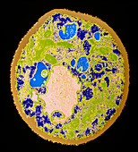 Coloured TEM of a yeast cell
