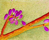 Fungus Sporothrix schenckii