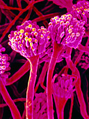 False-colour SEM of fungus: Aspergillus nidulans