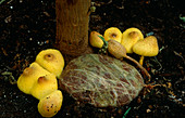 Yellow toadstools