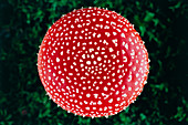 Cap of Fly Agaric mushroom,Amanita