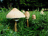 Parasol mushrooms,Lepiota procera