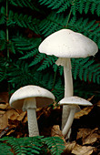 Angel mushrooms,Amanita virosa