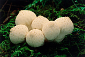 Common Puff Ball,Lycoperdon perlatum