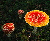 Fly agaric (Amanita muscaria) mushrooms