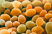 Yeast,Saccharomyces cerevisiae