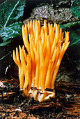 Fairy club fungus,Ramaria stricta